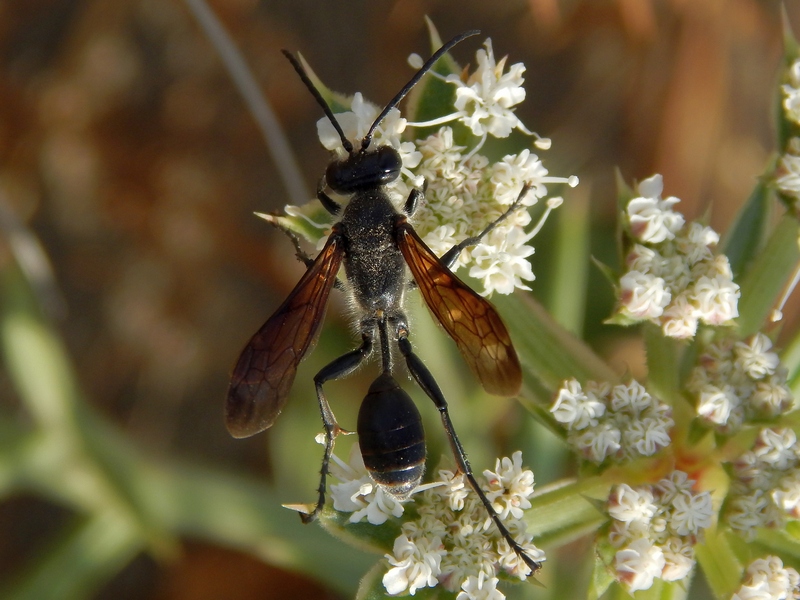 Isodontia mexicana (Sphecidae)